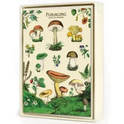 Cavallini Notecards 8pk - Foraging (Mushrooms) - Little Painter Art | Exploring the Endless Possibilities of Art| Hot