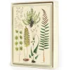 Cavallini Notecards 8pk - Ferns - Little Painter Art | Exploring the Endless Possibilities of Art| Shop All