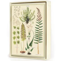 Cavallini Notecards 8pk - Ferns - Little Painter Art | Exploring the Endless Possibilities of Art| Shop All
