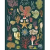 Cavallini Vintage Art Poster - Ocean Flora - Little Painter Art | Exploring the Endless Possibilities of Art| Hot