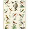 Cavallini Vintage Art Poster - Ornithologie - Little Painter Art | Exploring the Endless Possibilities of Art| Hot