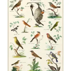 Cavallini Vintage Art Poster - Ornithologie - Little Painter Art | Exploring the Endless Possibilities of Art| Hot