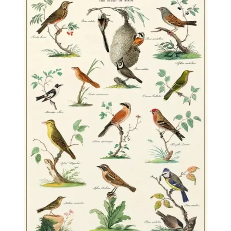 Cavallini Vintage Art Poster - Ornithologie - Little Painter Art | Exploring the Endless Possibilities of Art| Hot