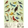 Cavallini Vintage Art Poster - Study of Birds - Little Painter Art | Exploring the Endless Possibilities of Art| Shop All
