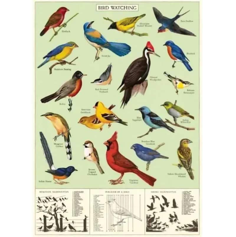 Cavallini Vintage Art Poster - Study of Birds - Little Painter Art | Exploring the Endless Possibilities of Art| Shop All