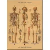 Cavallini Vintage Art Poster - The Skeletal System - Little Painter Art | Exploring the Endless Possibilities of Art| Shop All