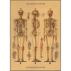 Cavallini Vintage Art Poster - The Skeletal System - Little Painter Art | Exploring the Endless Possibilities of Art| Shop All