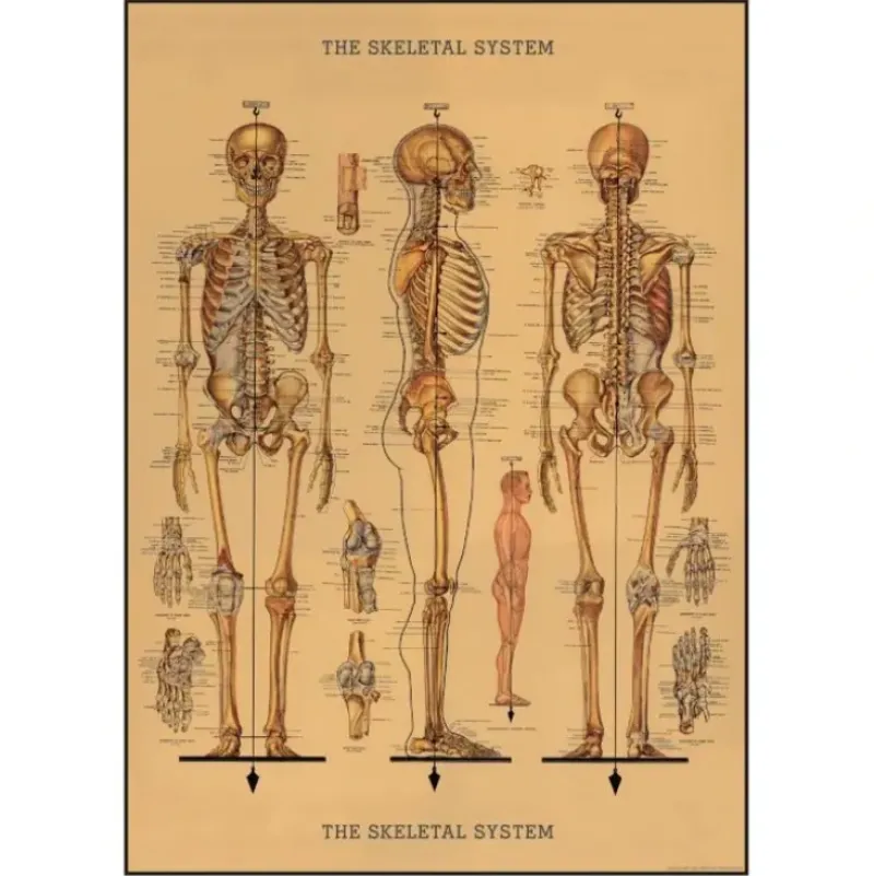 Cavallini Vintage Art Poster - The Skeletal System - Little Painter Art | Exploring the Endless Possibilities of Art| Shop All