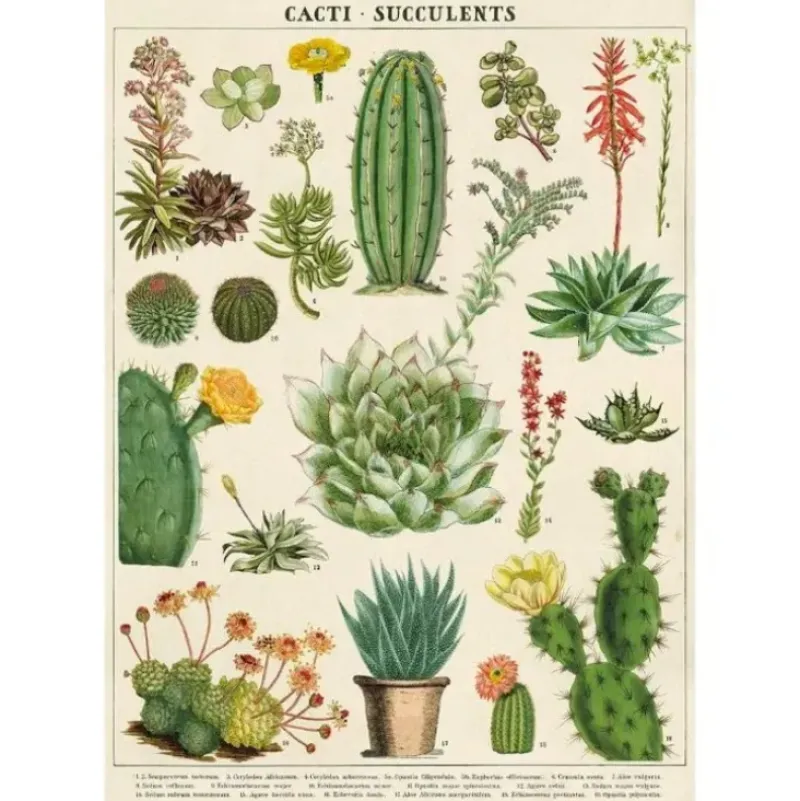 Cavallini Vintage Art Poster - Cacti & Succulents - Little Painter Art | Exploring the Endless Possibilities of Art| Shop All