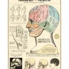 Cavallini Vintage Art Poster - Phrenology & Palmistry - Little Painter Art | Exploring the Endless Possibilities of Art| Shop All