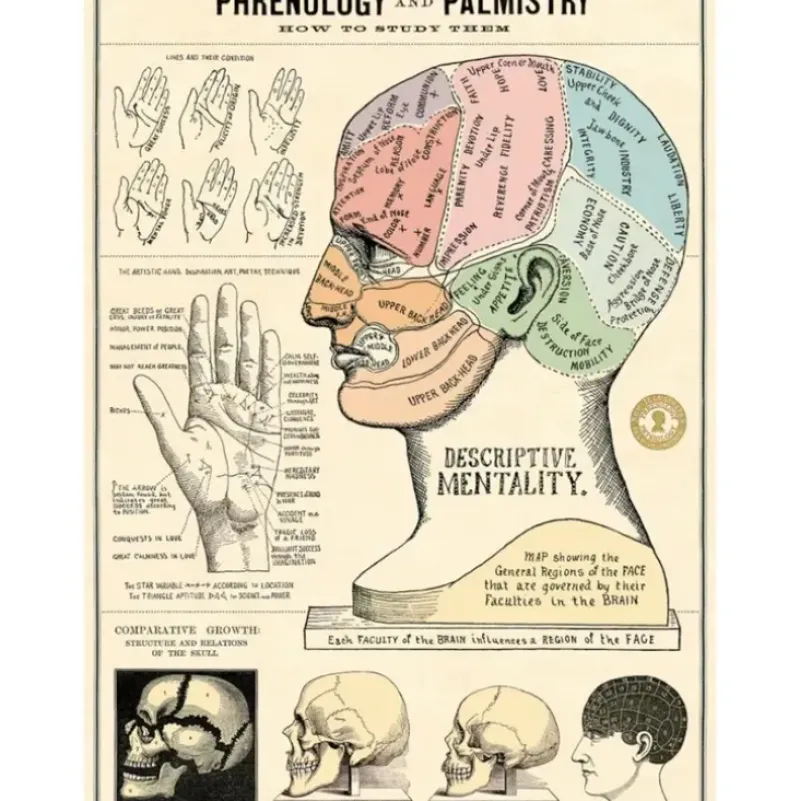 Cavallini Vintage Art Poster - Phrenology & Palmistry - Little Painter Art | Exploring the Endless Possibilities of Art| Shop All
