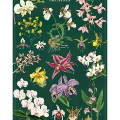 Cavallini Vintage Art Poster - Orchid - Little Painter Art | Exploring the Endless Possibilities of Art| Shop All