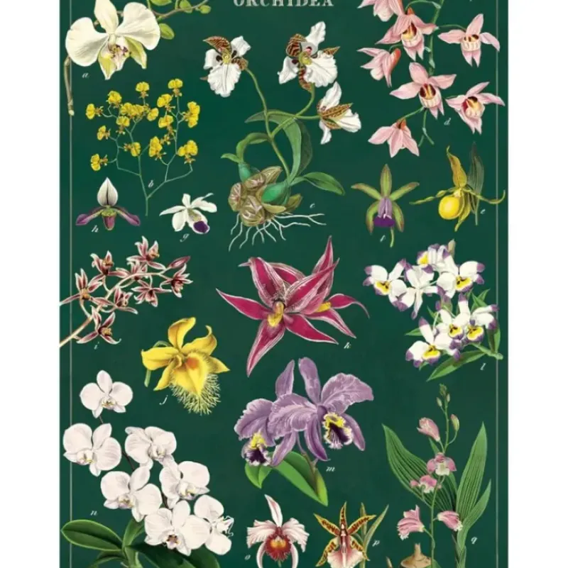 Cavallini Vintage Art Poster - Orchid - Little Painter Art | Exploring the Endless Possibilities of Art| Shop All