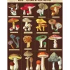 Cavallini Vintage Art Poster - Les Champignons - Little Painter Art | Exploring the Endless Possibilities of Art| Shop All