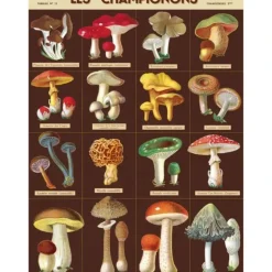 Cavallini Vintage Art Poster - Les Champignons - Little Painter Art | Exploring the Endless Possibilities of Art| Shop All