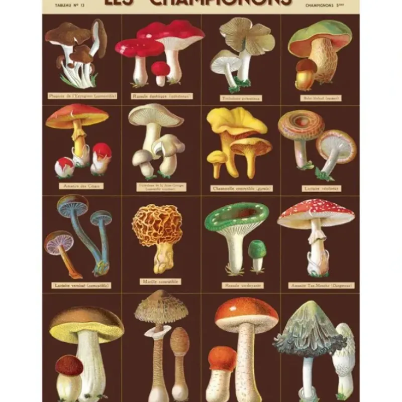 Cavallini Vintage Art Poster - Les Champignons - Little Painter Art | Exploring the Endless Possibilities of Art| Shop All