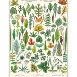 Cavallini Vintage Art Poster - Folia Leaves - Little Painter Art | Exploring the Endless Possibilities of Art| Shop All