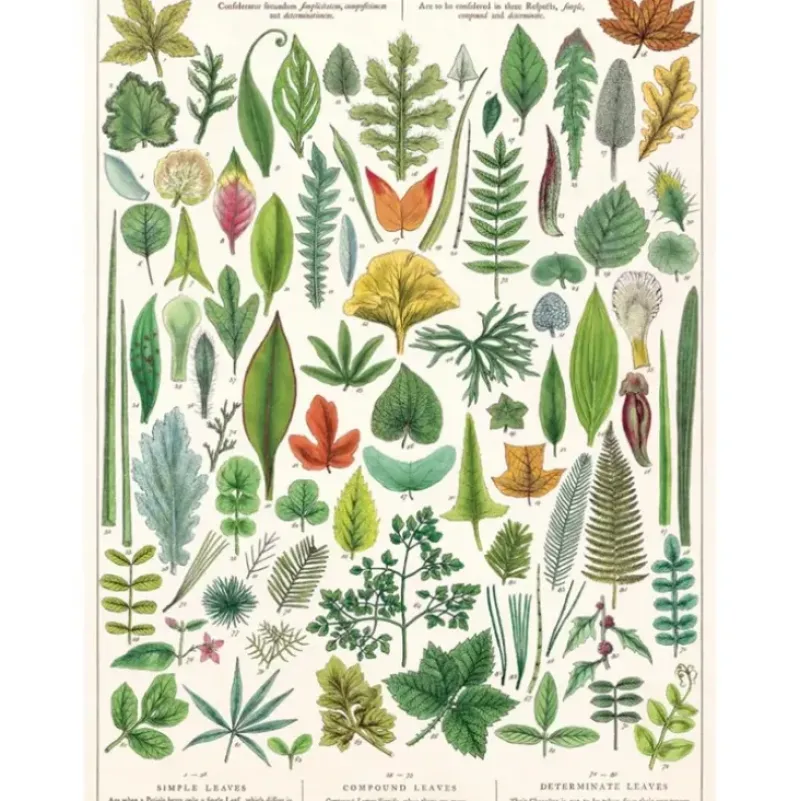 Cavallini Vintage Art Poster - Folia Leaves - Little Painter Art | Exploring the Endless Possibilities of Art| Shop All
