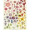 Cavallini Vintage Art Poster - Flora Specimens - Little Painter Art | Exploring the Endless Possibilities of Art| Shop All
