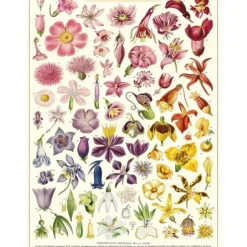 Cavallini Vintage Art Poster - Flora Specimens - Little Painter Art | Exploring the Endless Possibilities of Art| Shop All