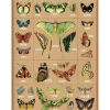 Cavallini Vintage Art Poster - Entomology - Little Painter Art | Exploring the Endless Possibilities of Art| Shop All