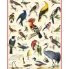 Cavallini Vintage Art Poster - British Birds - Little Painter Art | Exploring the Endless Possibilities of Art| Shop All