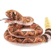 Shop All^Folkmanis Hand Puppet - Rattlesnake - Little Painter Art | Exploring the Endless Possibilities of Art