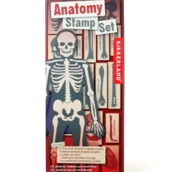 Shop All^Kikkerland Rubber Stamp Set - Anatomy - Little Painter Art | Exploring the Endless Possibilities of Art