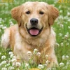 Hot^Les ditions du Dsastre 2023 Calendar - Dogs - Little Painter Art | Exploring the Endless Possibilities of Art