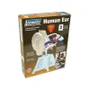 Shop All^Lindberg Lindberg Human Ear Educational Kit (Level 2) - Little Painter Art | Exploring the Endless Possibilities of Art