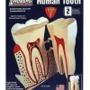 Shop All^Lindberg Lindberg Human Tooth Educational Kit (Level 2) - Little Painter Art | Exploring the Endless Possibilities of Art