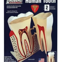 Shop All^Lindberg Lindberg Human Tooth Educational Kit (Level 2) - Little Painter Art | Exploring the Endless Possibilities of Art